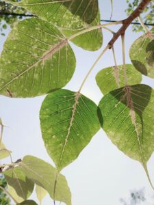 Vibrant green pipal leaves with detailed venation under clear sky, capturing nature's tranquility.