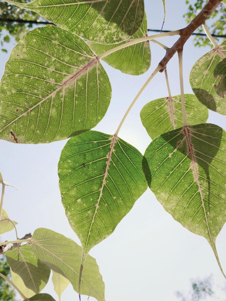 Vibrant green pipal leaves with detailed venation under clear sky, capturing nature's tranquility.