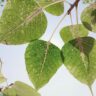 Vibrant green pipal leaves with detailed venation under clear sky, capturing nature's tranquility.